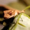 New Caledonian Crested Gecko on Random Extinct Species That Came Back From Dead
