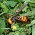 Asian giant hornet on Random Scariest Types of Insects in the World