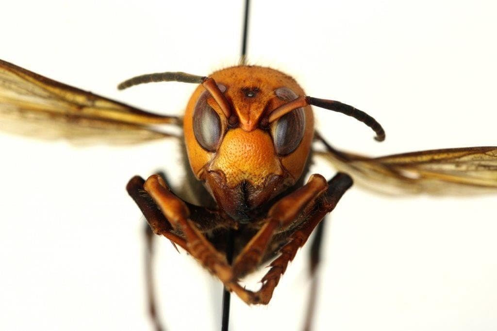 12 Invasive Species That Are Most Obviously Out Of Place