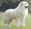 Great Pyrenees on Random Best Dogs for Kids