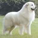 Great Pyrenees on Random Best Dogs for Kids