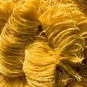 Capellini on Random Very Best Types of Pasta