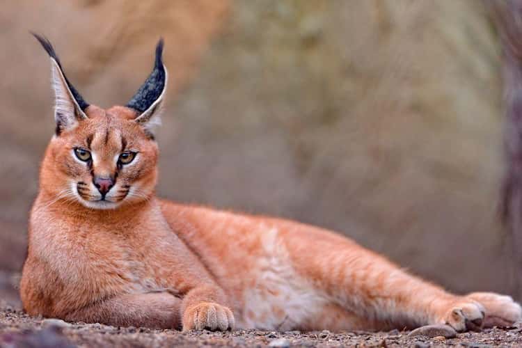 The 12 Animals With The Biggest Ears, Ranked By Ear-To-Body Ratio
