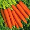 Carrot on Random Best Things to Put in Ramen