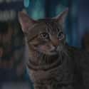 Cat's Eye on Random Best Final Pets That Make It Through Horror Movies