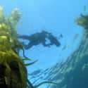 Channel Islands National Marine Sanctuary on Random Best Scuba Destinations In World
