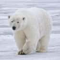 Polar Bear on Random World's Most Beautiful Animals