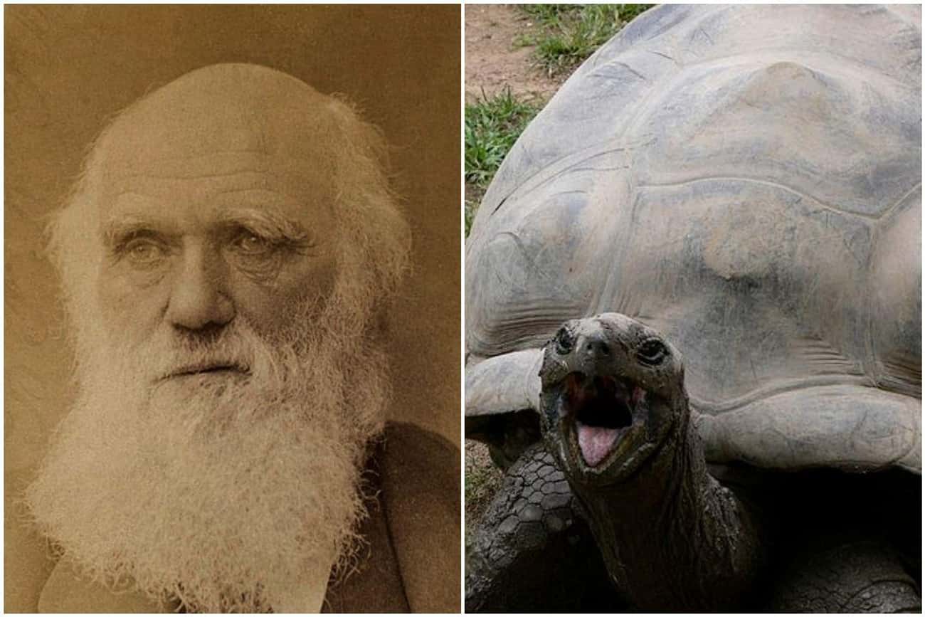 Charles Darwin Died In 1882 But His Pet Tortoise Died In 2006