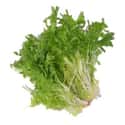 Chicory on Random Types of Lettuce
