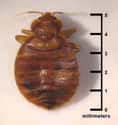 Bed Bug on Random Grossest Bugs on Earth