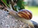 Snails on Random Animal Facts You Will Immediately Regret Learning