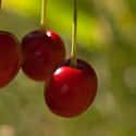 Sour Cherry on Random Most Delicious Fruits