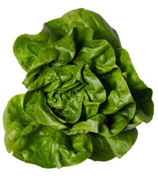 Best Lettuce to Eat List of Types of Lettuces