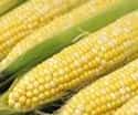 Corn on Random Tastiest Vegetables Everyone Loves Eating
