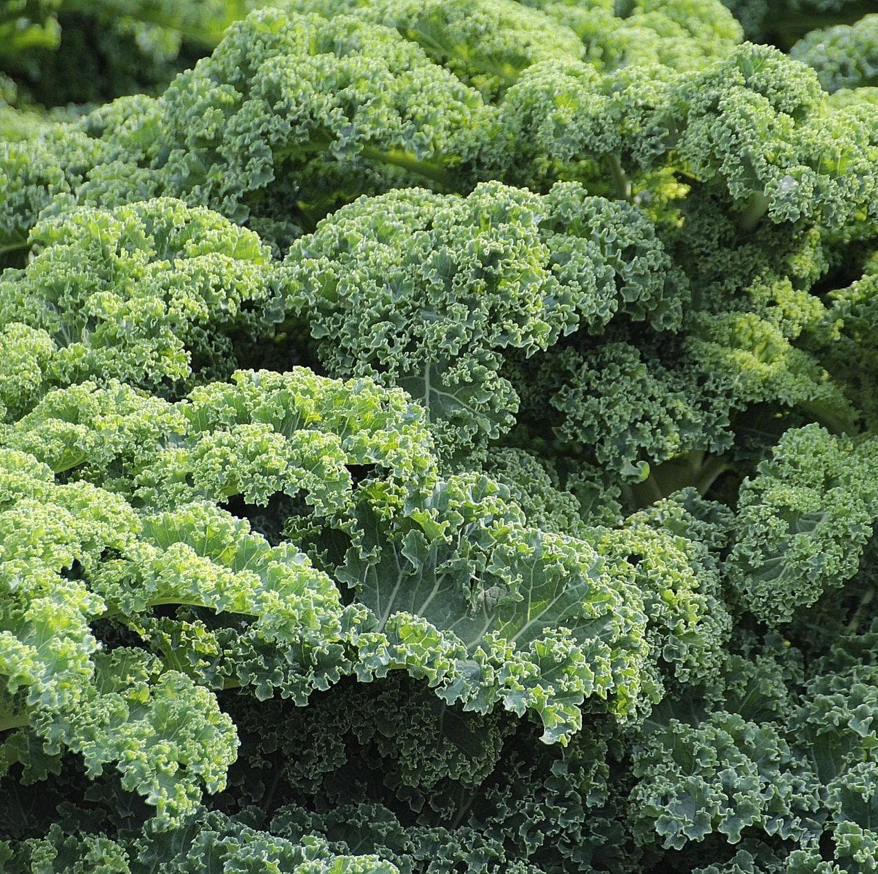 Things That Change the Color of Your Poop