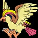 Pidgeot on Random Best Bird Characters In Cartoons And Comics