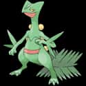 Sceptile on Random Characters You Most Want To See In Super Smash Bros Switch