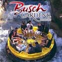 Busch Gardens Tampa Bay on Random Best Theme Parks For Roller Coaster Junkies