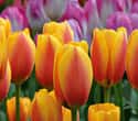 Tulip World on Random Best Plant Nursery Websites