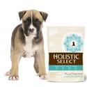 Holistic Select on Random Best Natural Dog Food Brands