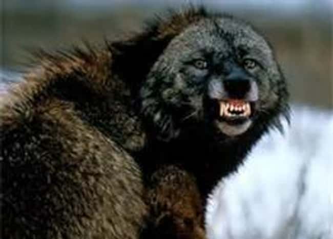 Wolverine is listed (or ranked) 17 on the list 28 Cute Animals That You Don't Want To Mess With