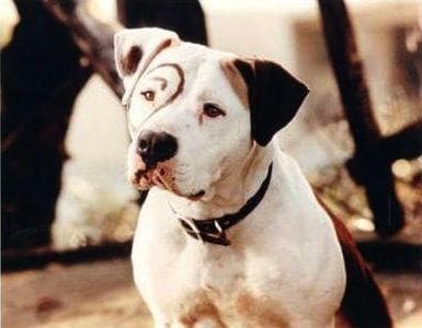 Little Rascals Dog Name petfinder