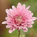 Chrysanthemum on Random Best Flowers to Give a Woman