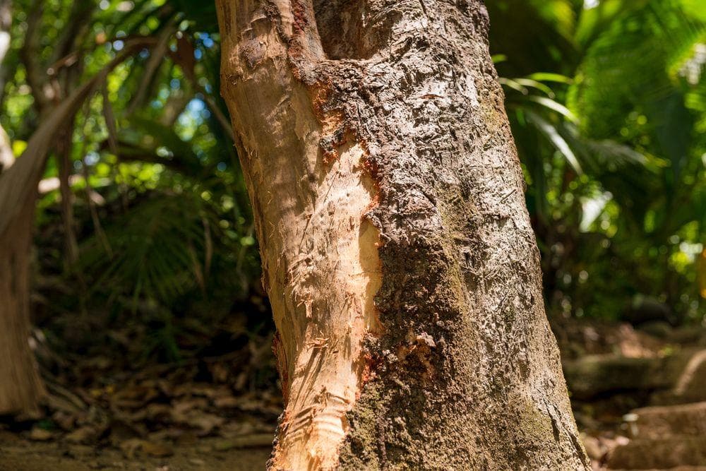 Cinnamon Comes From The Bark Of A Variety Of Trees