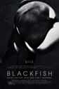 Blackfish on Random Best Documentaries on Hulu