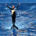Blackfish on Random Most Awful Incidents to Ever Happen at SeaWorld