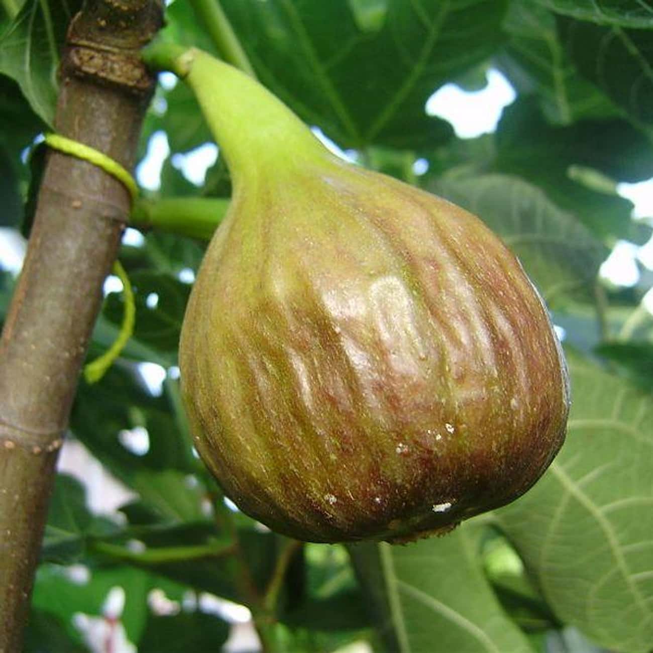 Figs May Have Wasps In Them When You Eat Them