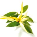 Ylang Ylang on Random Best Essential Oils to Use as Air Fresheners