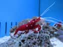 Pistol Shrimp on Random Coolest Animals That Have the Most Unusual Abilities