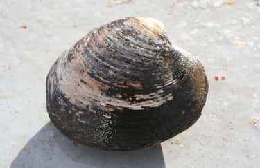 One Ocean Quahog Lived For Ove is listed (or ranked) 1 on the list 11 Ancient Animals That Are Older Than Every Single Human On Earth