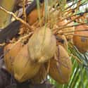 Coconut on Random Best Tropical Fruits