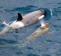 Animal Coloration on Random Fascinating Facts About Killer Whales