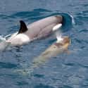 Animal Coloration on Random Fascinating Facts About Killer Whales