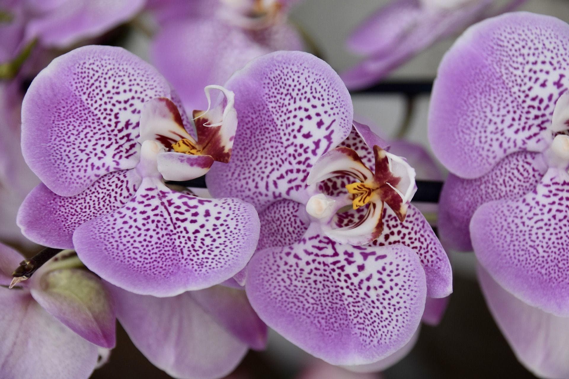 Alternative Flowers You Should Be Giving Besides Roses