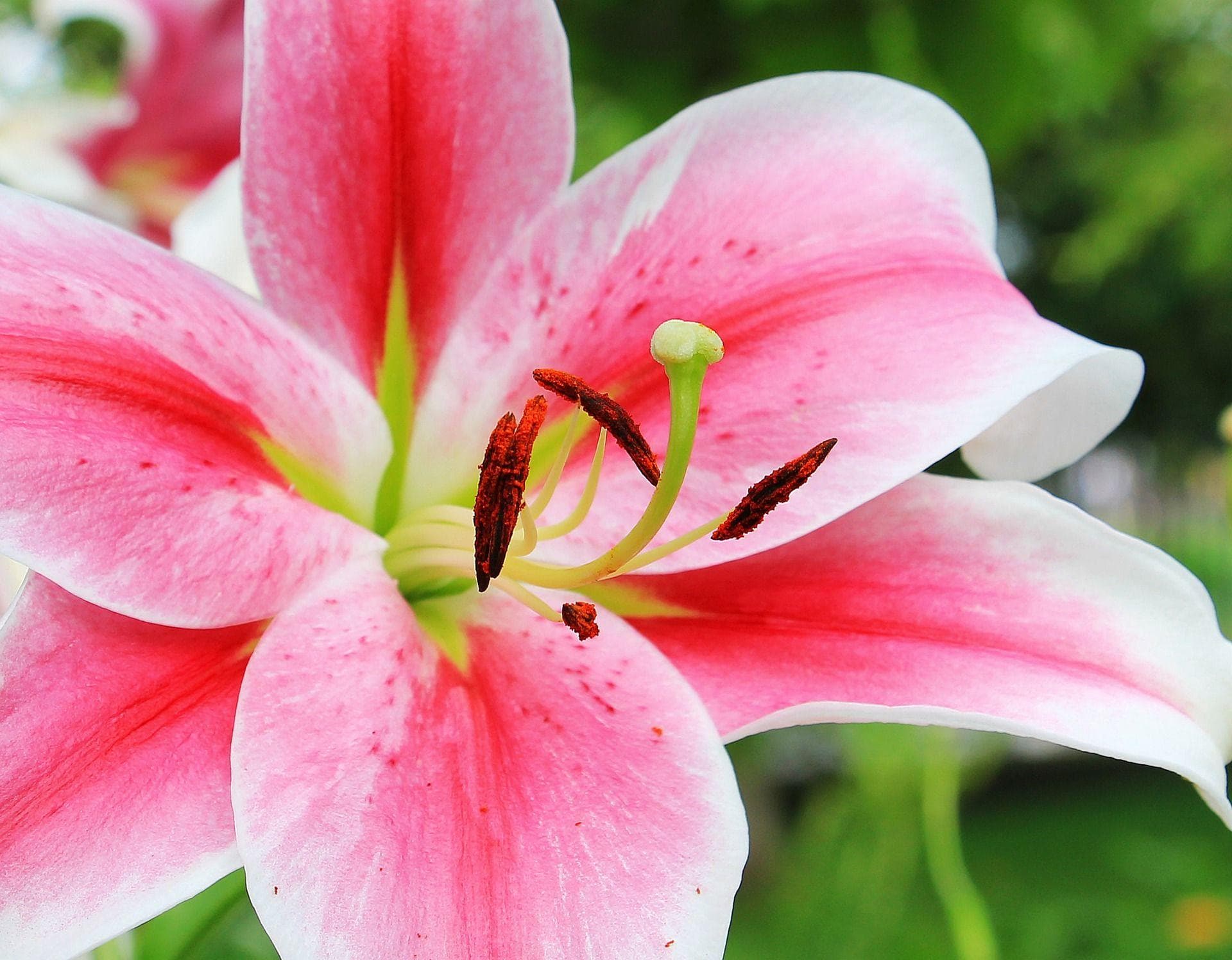 Alternative Flowers You Should Be Giving Besides Roses