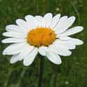 Daisy on Random Best Flowers to Give a Woman