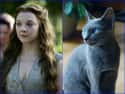 Margaery Tyrell on Random Cats Who Look Like GoT Characters