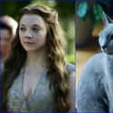 Margaery Tyrell on Random Cats Who Look Like GoT Characters