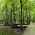 Congaree National Park on Random Best Picture Of Each US National Park