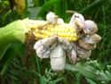 Corn smut on Random Grossest Foods In World