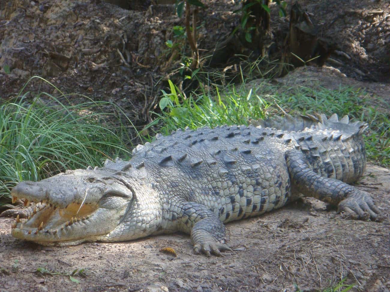 Crocodiles Can&#39;t Even Chew