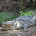 Crocodile on Random Animals That Devour Their Prey In Just One Bite