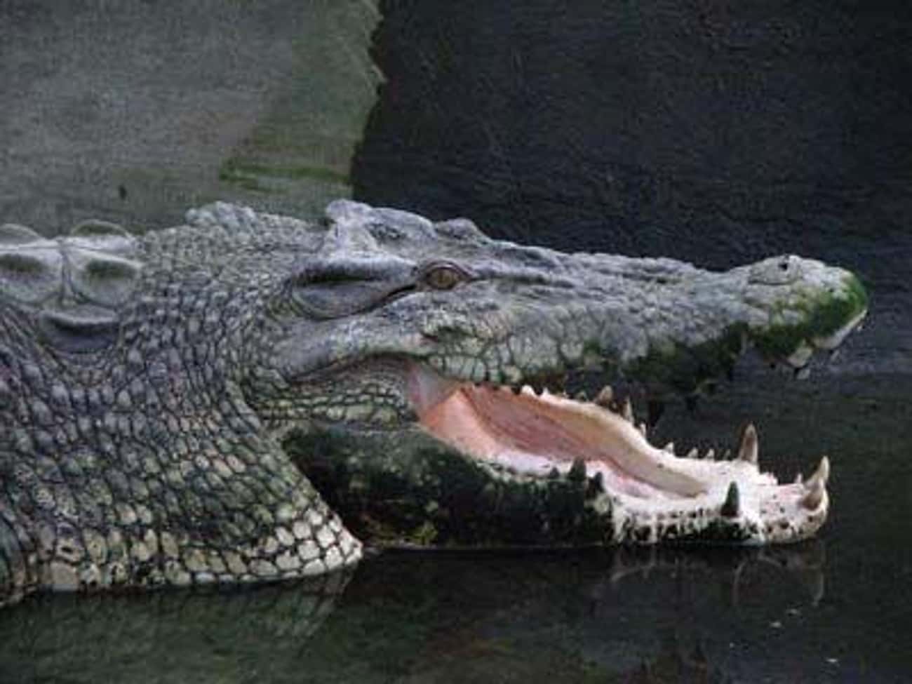 Crocodiles Bite Three Times Harder Than Lions