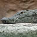 Crocodile on Random Scariest Animals in the World