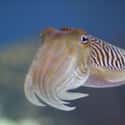 Cuttlefish on Random Real Animals That Literally Have Superpowers