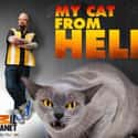 My Cat from Hell on Random Best Current Animal Planet Shows